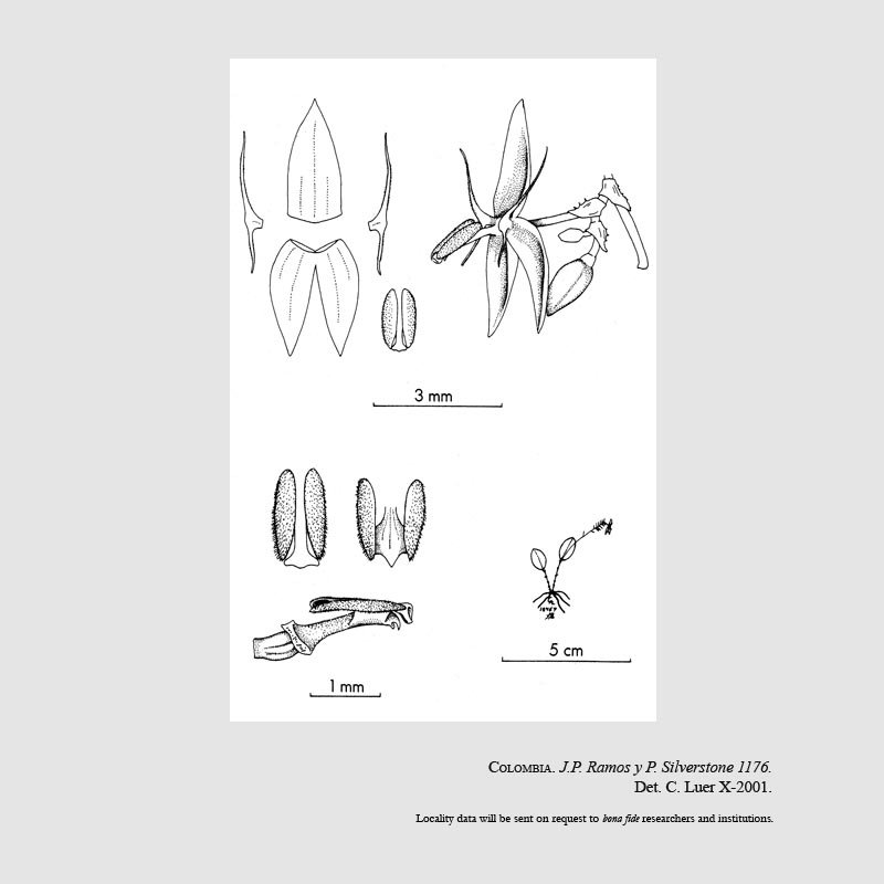 Lepanthes ramosii
